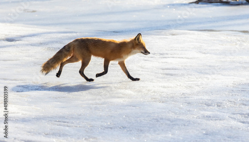 Red fox crossing a frozen lake