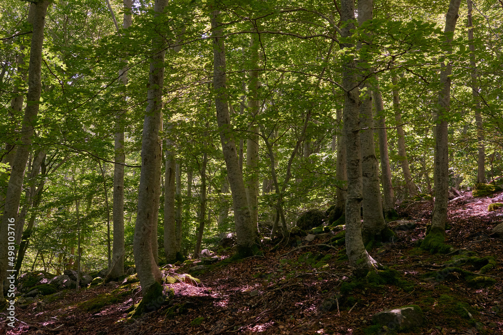 Obraz premium A large pine forest with green leaves