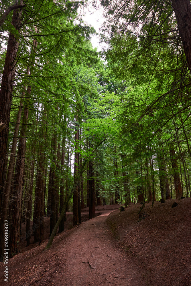 Fototapeta premium A red dirt road leading into the dense forest