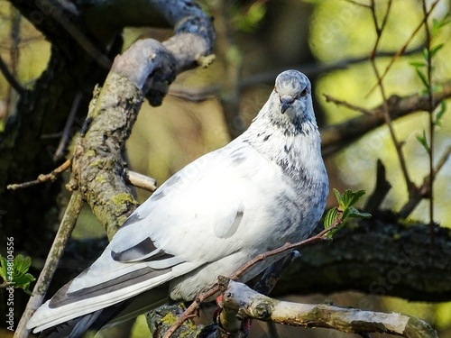 a white pigeon is sitting on a tree