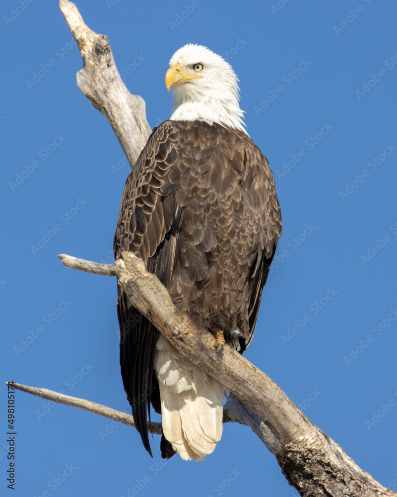 The majestic bald eagle on a warm sunny spring day in the north. The majestic bald eagle on a warm sunny spring day in the north.