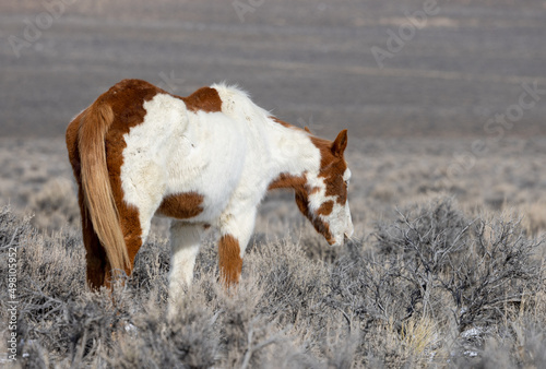 Fototapeta Naklejka Na Ścianę i Meble -  Wild Horse Near Challis Idaho in Winter