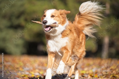 Dog Running with stick in fall faolige