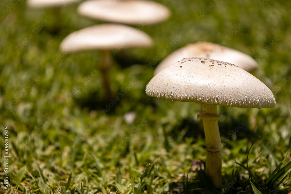 Small edible mushrooms growing in nature. Food for vegans and vegetarians. Small edible mushrooms growing in nature. Food for vegans and vegetarians.