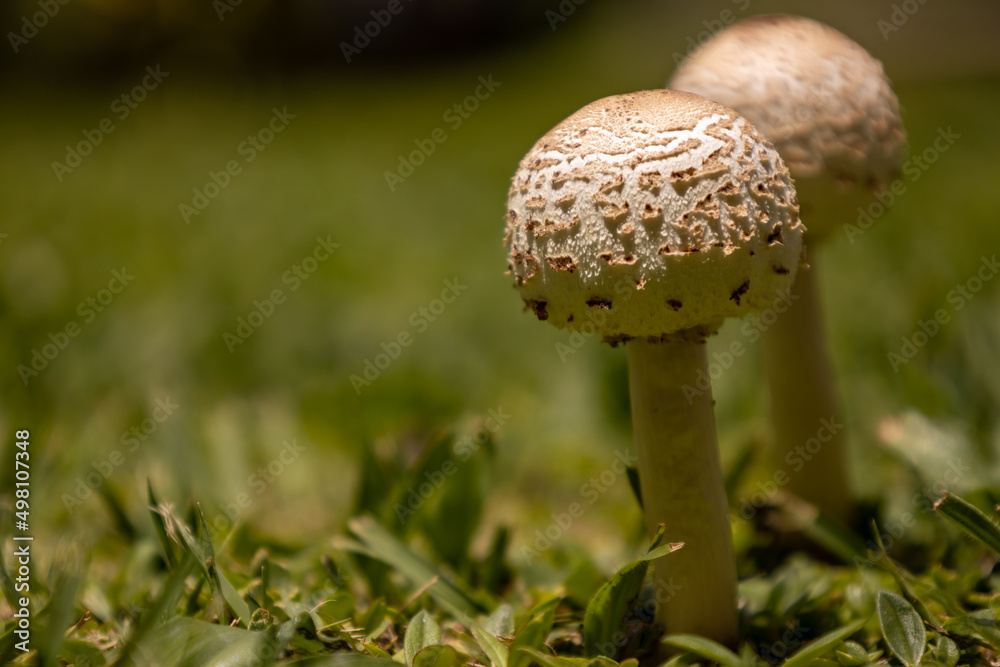 Small edible mushrooms growing in nature. Food for vegans and vegetarians. Small edible mushrooms growing in nature. Food for vegans and vegetarians.