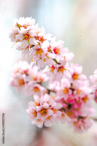 Blooming trees in pink