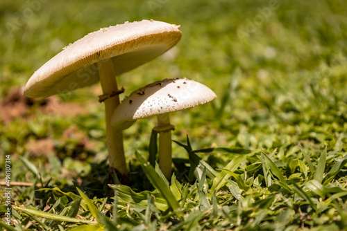 Small edible mushrooms growing in nature. Food for vegans and vegetarians.