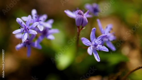 the blossoms of Scilla bifolia, the alpine squill or two-leaf squill, an early blooming, wildflower plant swaying on the wind in spring forest photo