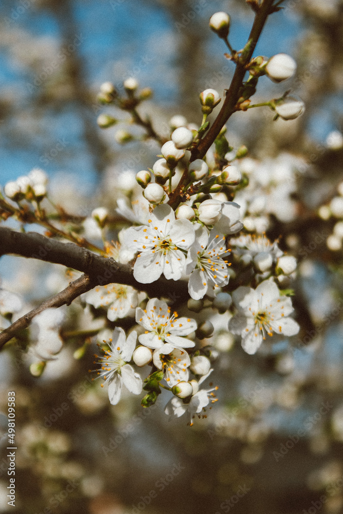 blooming cherry plum blooming cherry plum