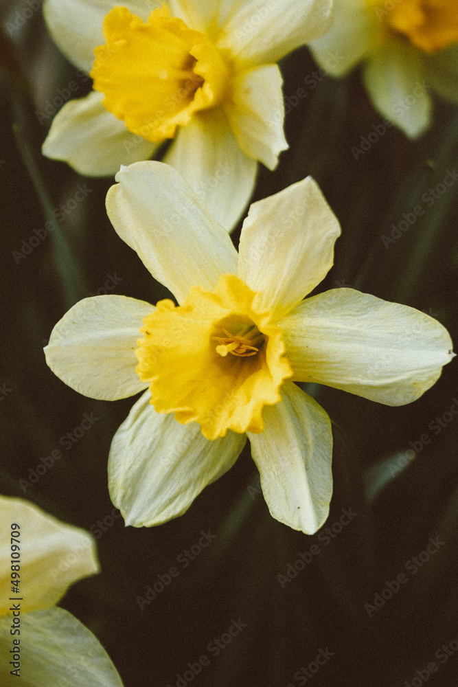 daffodils in the garden daffodils in the garden