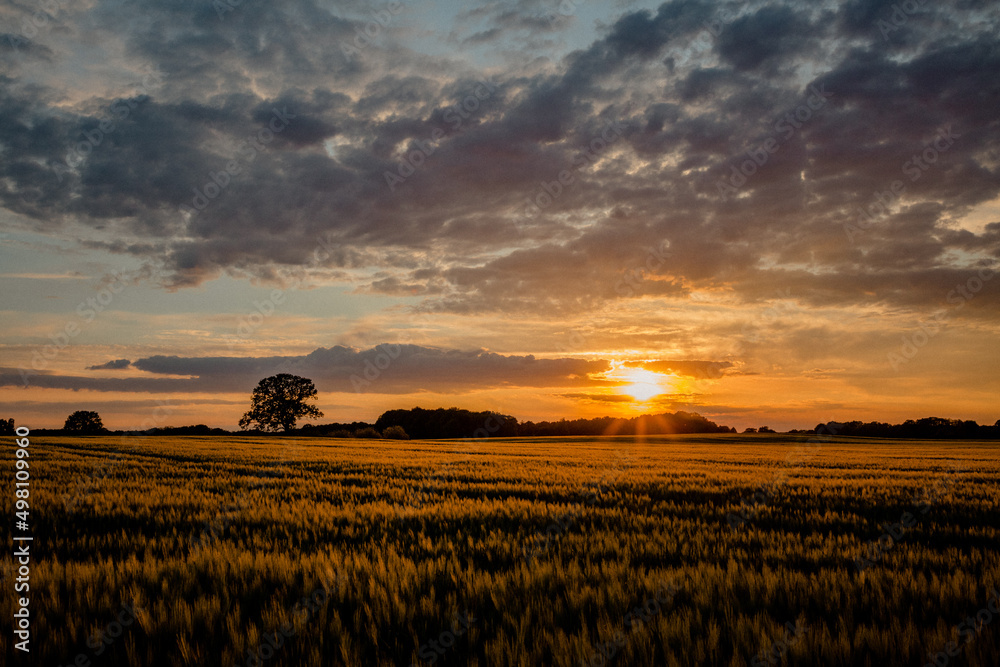 Sonnenuntergang  Getreidefeld