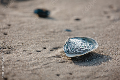 Muschel am Meer, Strand, gemeinde Herzmuschel photo