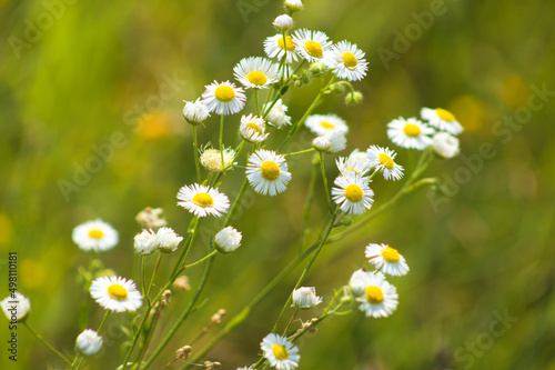 Closeup of prairie fleabane flowers with vivid green blurred background