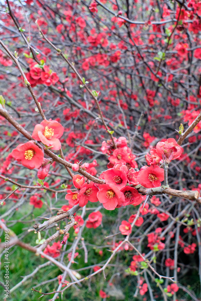 Chaenomeles japonica (Japanese Quince). Red flowers