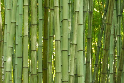 Bamboo forest thicket  green vegetation natural background