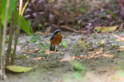 Indian blue robin (Larvivora brunnea) at Rabindra Saravar, Kolkata, India. © Dipankar'Photography