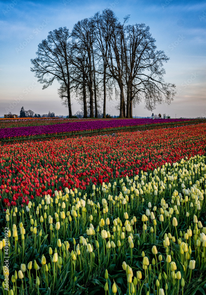 field of tulips with trees