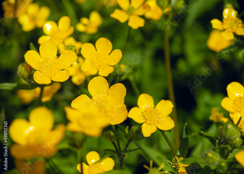 yellow flowers for desktop background