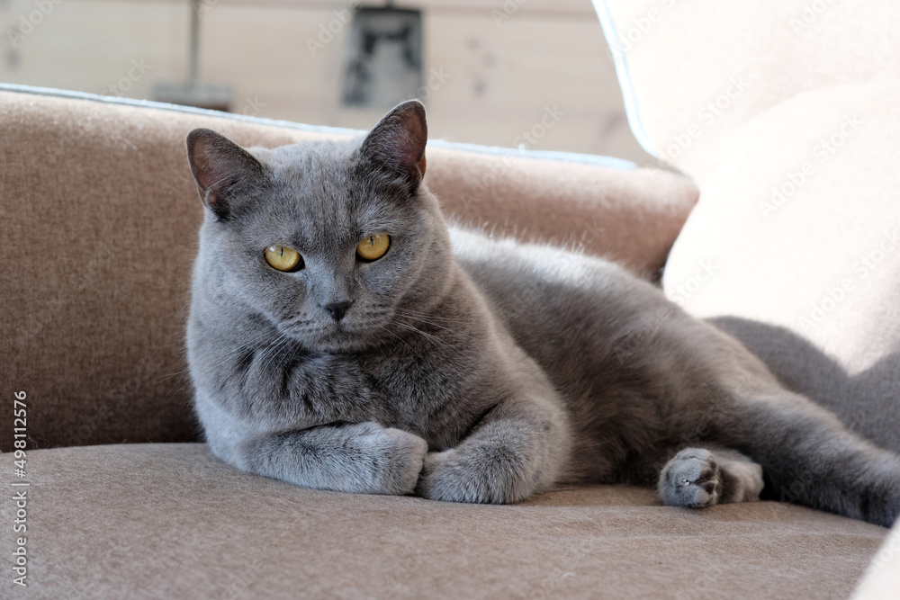 A beautiful cat with a confident look. A British shorthair cat with gray-blue fur and yellow eyes