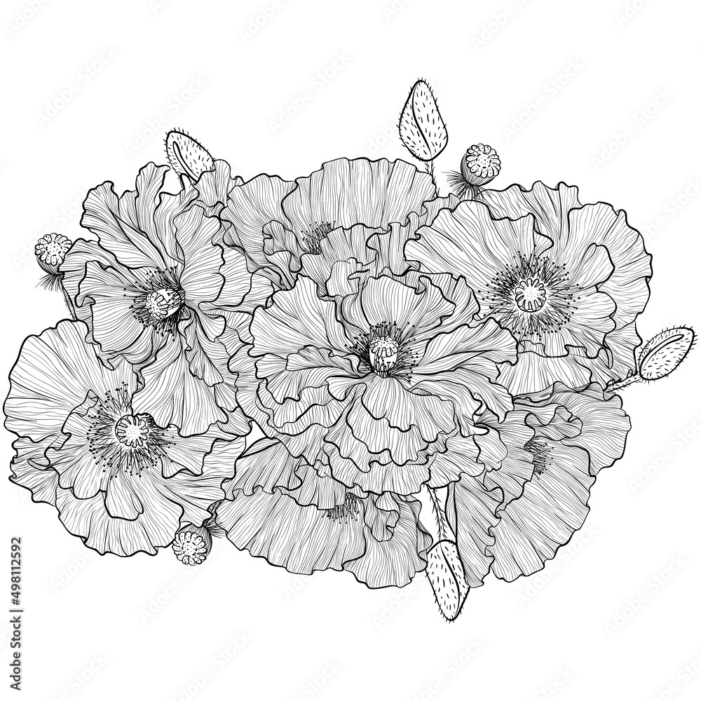 Flower bouquet with poppies. Flower composition for decoration of invitations for a wedding, birthday, holiday. Design for coloring book. Vintage hand draw sketch illustration isolated on white