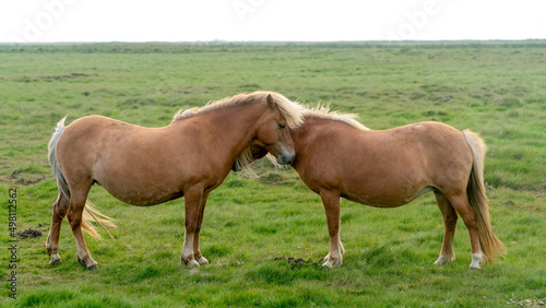 Icelandic horses with long hair. Icelandic horse is a breed of horse developed in Iceland only.