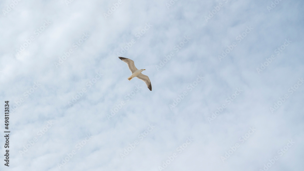 Möve im Himmel von Unten