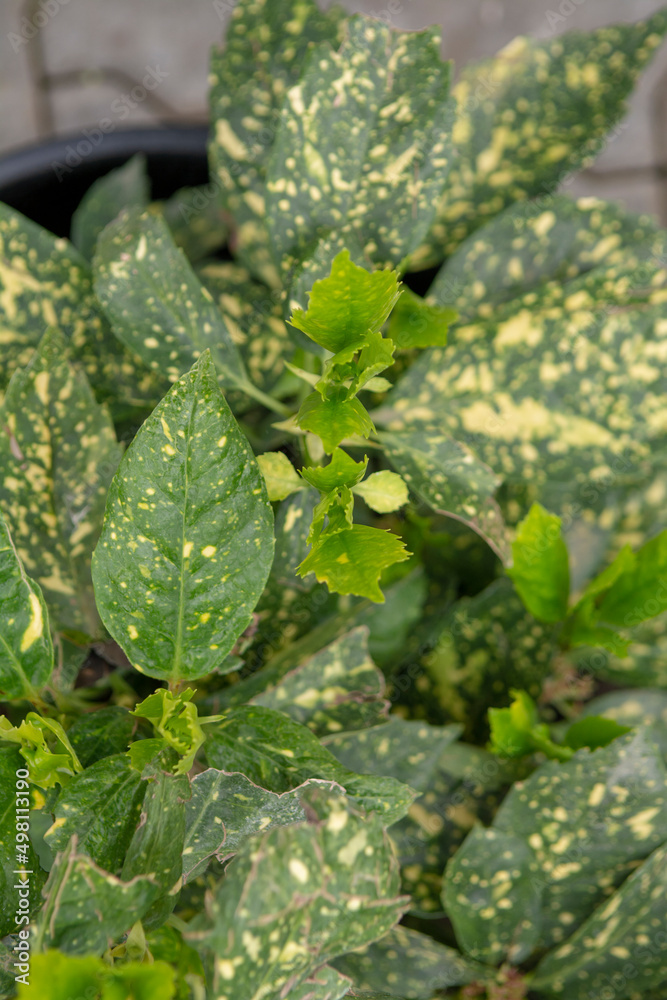 Green leaves of Aucuba japonica in the early spring. Young sprouts of Spotted laurel, Japanese laurel or Gold dust plant. Green leaves of Aucuba japonica in the early spring. Young sprouts of Spotted laurel, Japanese laurel or Gold dust plant.