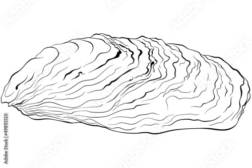 Oyster shell. Vector hand drawn line art illustration isolated on white. Element for design seafood shop or menu, decor, label. Suitable for coloring book page. Sketch close up illustration