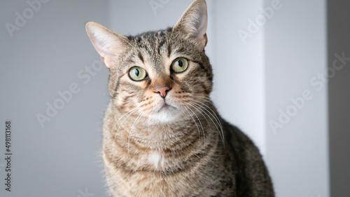 Beautiful domestic tabby cat looking at the camera with white walls in background, close-up shot