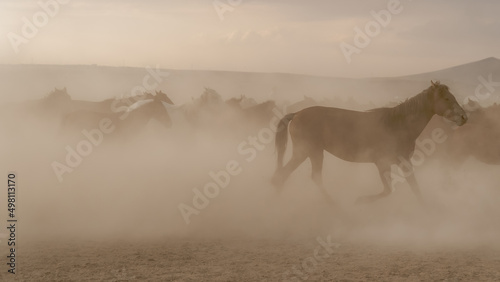 Wild horses running and kicking up dust. Yilki horses are wild horses with no owners in Kayseri, Turkey
