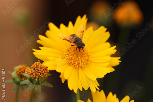 Bee on yellow flower 