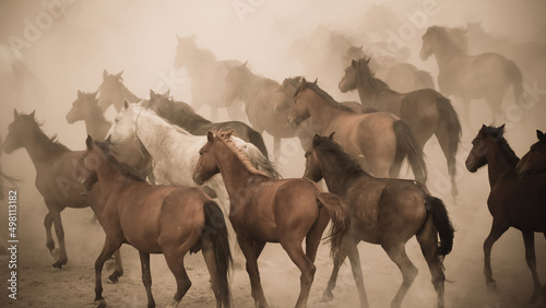 Fototapeta Naklejka Na Ścianę i Meble -  Horses running and kicking up dust. Yilki horses in Kayseri Turkey are wild horses with no owners