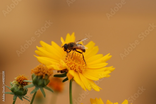 Bee on yellow flower 