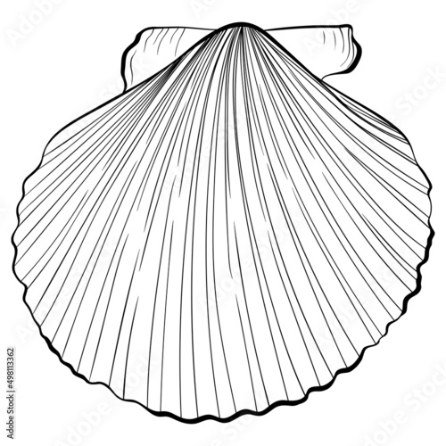 Scallop shell top view. Vector hand drawn line art illustration isolated on white. Element for design seafood shop or menu, decor, label. Suitable for coloring book page. Sketch close up illustration