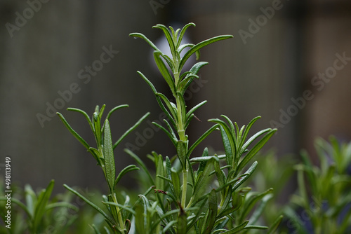 Organic rosemary green plant on a grey wood board background 