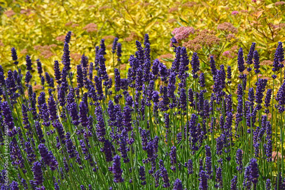 Fototapeta premium lawenda wąskolistna, lekarska, lavender i żółta tawuła japońska (Spiraea japonica, lavandula angustifolia)
