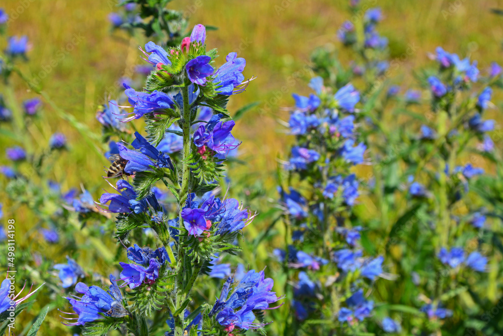 niebieskie kwiaty na łące, dziki Żmijowiec zwyczajny (Echium vulgare), viper's bugloss, blueweed,blueweed flowers niebieskie kwiaty na łące, dziki Żmijowiec zwyczajny (Echium vulgare), viper's bugloss, blueweed,blueweed flowers