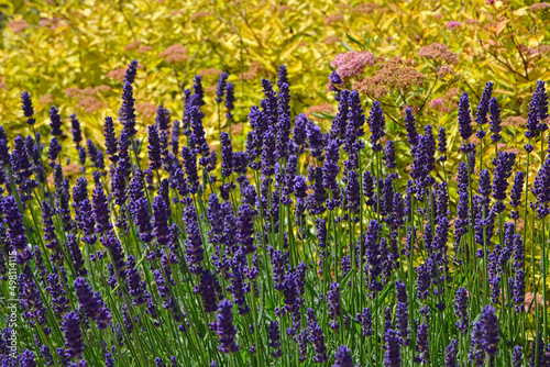 lawenda wąskolistna, lekarska, lavender	i żółta tawuła japońska (Spiraea japonica,  lavandula angustifolia)