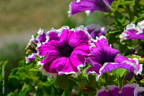 biało-różowe kwiaty petunii, rózowe kwiaty petuni z białą obwódką, Petunia ×hybrida, pink petunia flowers with a white border, dark pink petunias with a white border around the edge of the petals, 	