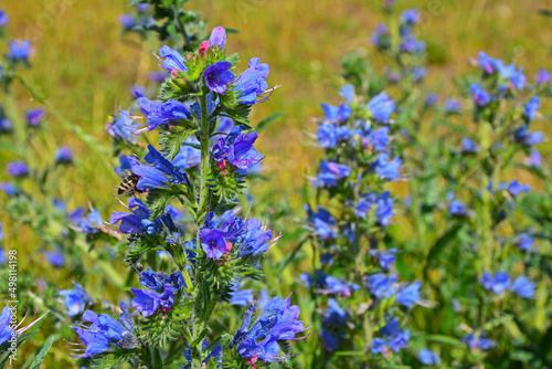 niebieskie kwiaty na łące, dziki Żmijowiec zwyczajny (Echium vulgare)