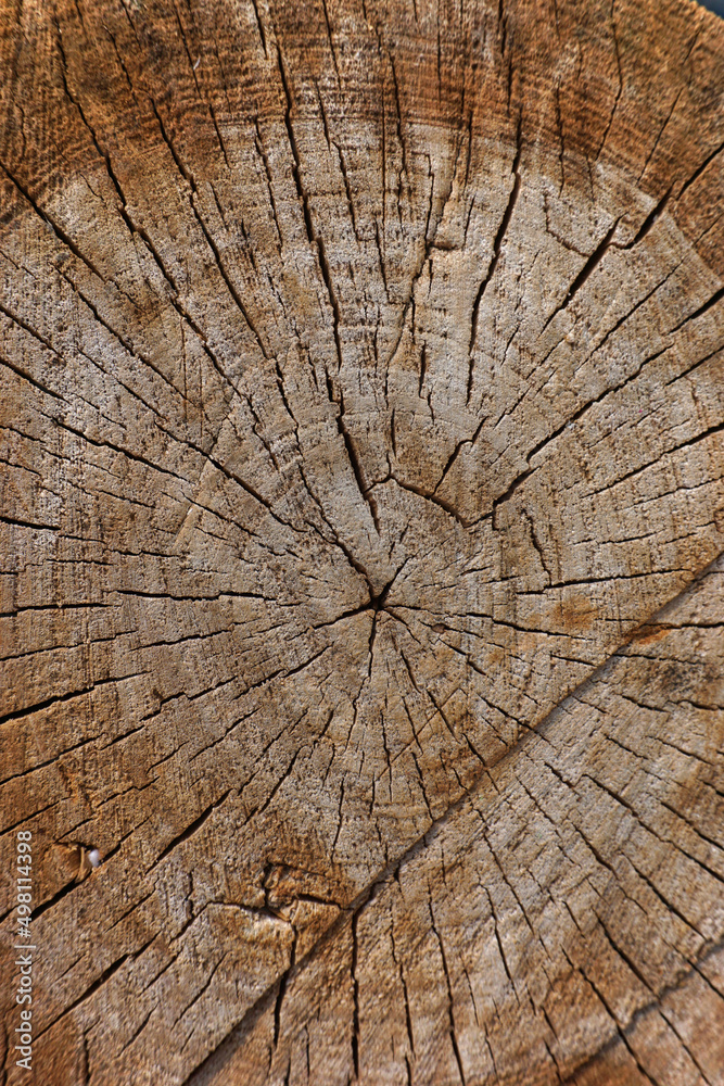 Fototapeta premium Close-up view of a aged tree stump rings.