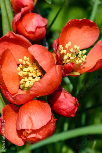 Orange quince flowers in the garden in spring