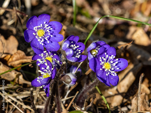 Wild plant Liverleaf with purple flowers in the forest in spring