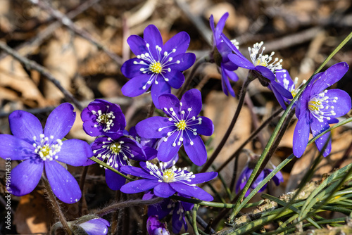 Wild plant Liverleaf with purple flowers in the forest in spring