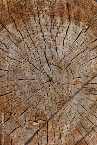 Close-up view of a aged tree stump rings.