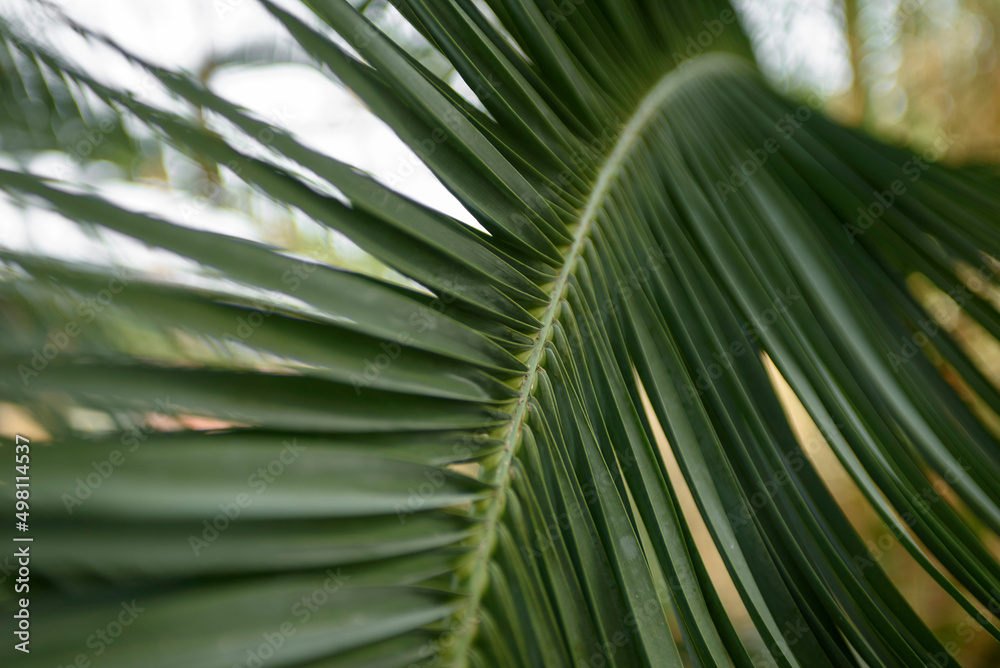 Texture of green palm leaf. Abstract background of tropical palm leaves. Tropical greenhouse in Zielona Gora.