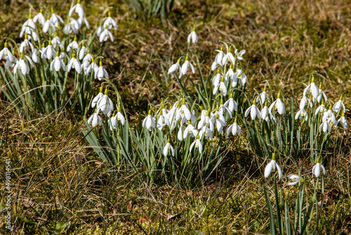 Lots of snowdrops on the lawn in the spring