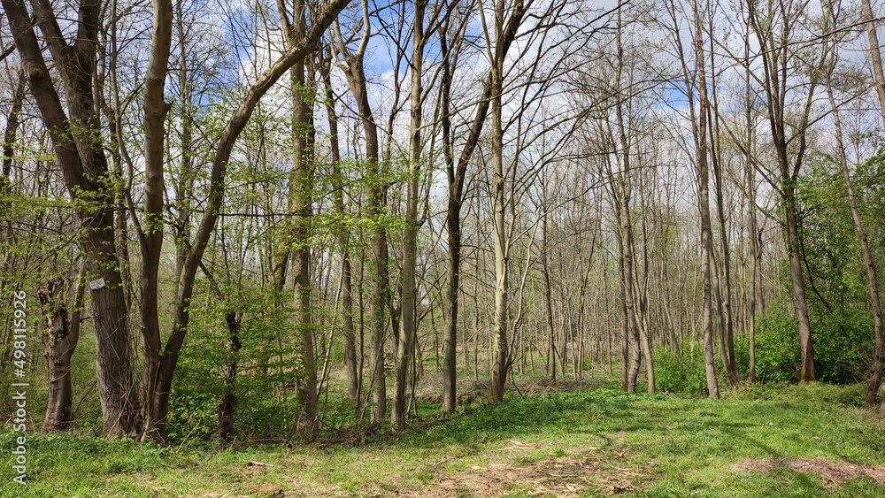 Obraz premium Oberwald Karlsruhe