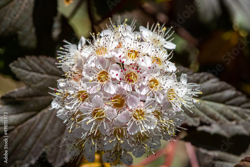 Flower of a blooming viburnum tinus photo