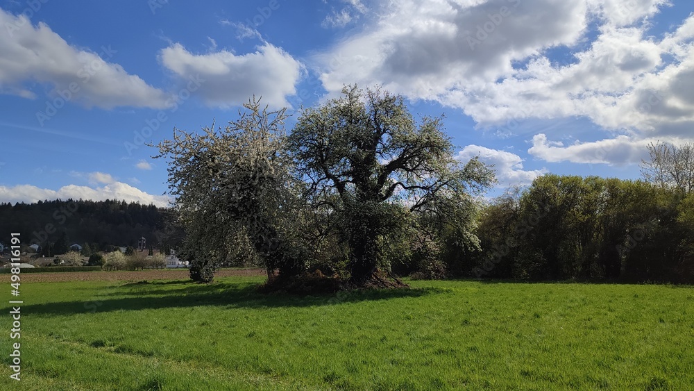 Obraz premium Durlach Aue Felder im Frühling blühende Bäume
